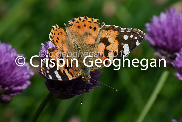 Painted Lady, Vanessa cardui