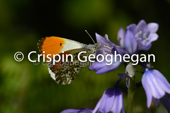 Orange-tip, Anthocaris cardamines (male)