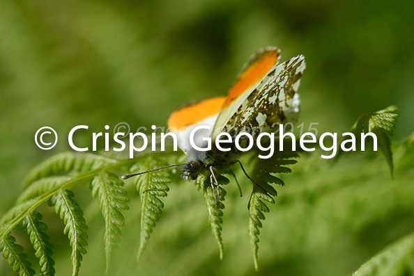 Orange-tip, Anthocaris cardamines (male)