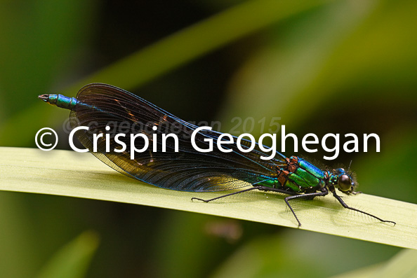 Beautiful demoiselle; Calopteryx virgo (male)