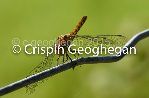 Common Darter Sympetrum striolatum  (female)