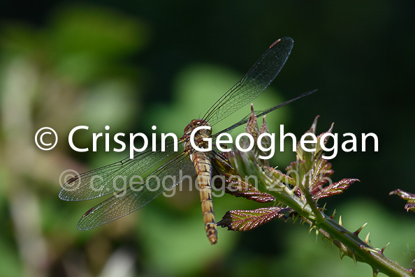 Common Darter Sympetrum striolatum  (female)