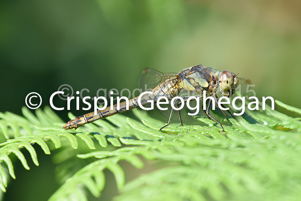 Common Darter Sympetrum striolatum  (female)