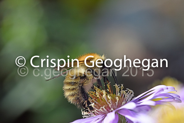 common carder bee, Bombus pascuorum,   Cornwall