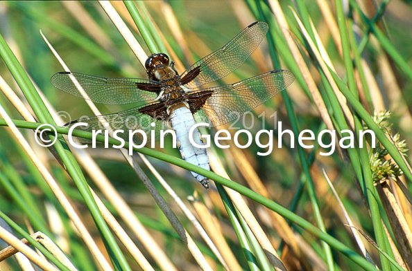 Libellula depressa, Broad Bodied Chaser (male)