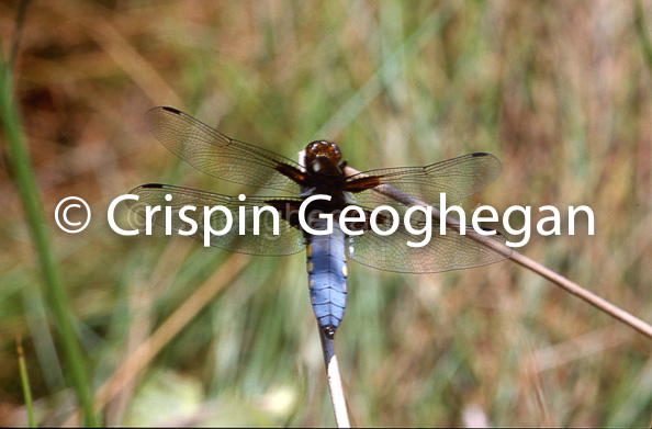 Libellula depressa, Broad Bodied Chaser (male) 