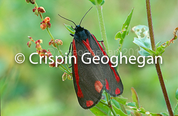 cinnabar moth, Tyria jacobaeae