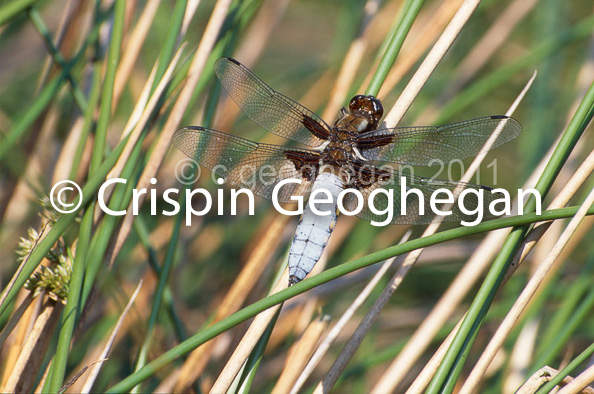 Libellula depressa, broad bodied chaser,