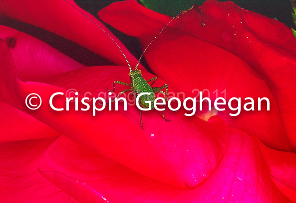 Common Green Grasshopper, Omocestus viridulus (Linnaeus)  on rose flower