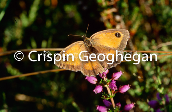 Gatekeeper, Pyronia tithonus