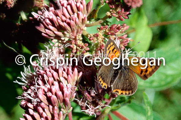 small copper, Lycaena phlaeas