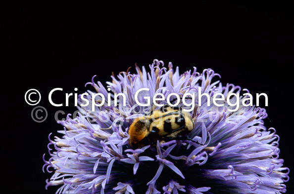 Trichius fasciatus, feeding on flower of Echinops ritro