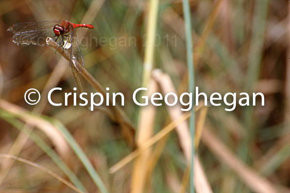 Sympetrum sanguineum, Ruddy Darter