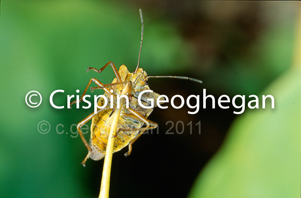 Shield Bugs - Forest bug, probably Pentatoma rufipes