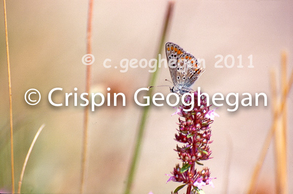 Polyommatus icarus, common blue, wings folded