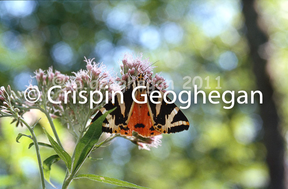 Jersey Tiger feeding, Euplagia quadripunctaria,