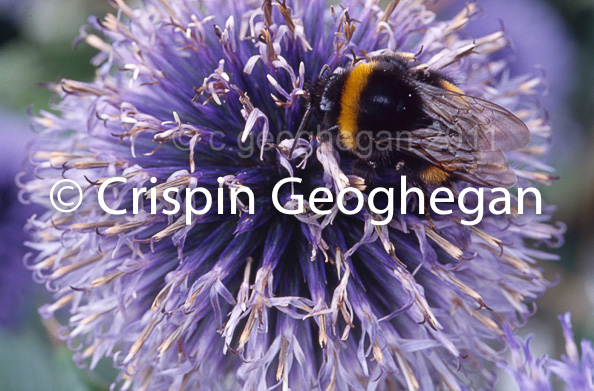 Buff tailed Bumblebee, Bombus terrestris