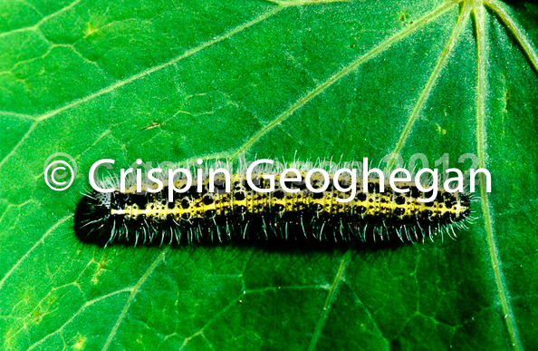 Pieris brassicae, cabbage white butterfly caterpiller