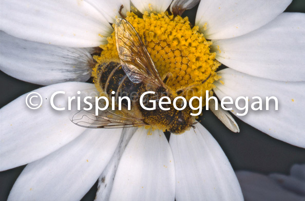 Drone Fly, Eristalis tenax on white daisy, uk