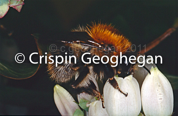 Bombus humilis, Brown-banded carder bee