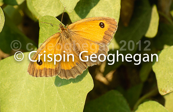 Gatekeeper butterfly, Pyronia tithonus 