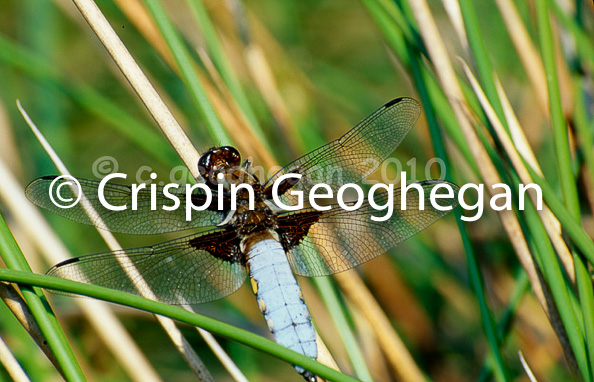 Libullela depressa, the broad bodied chaser