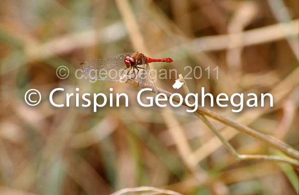 Sympetrum sanguineum, Ruddy Darter