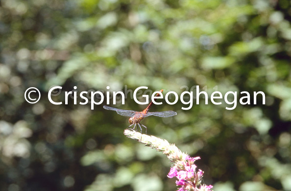 Sympetrum striolatum, the common darter