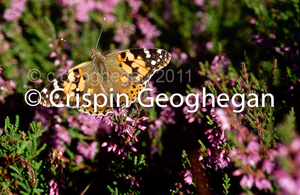 Vanessa cardui, the painted lady