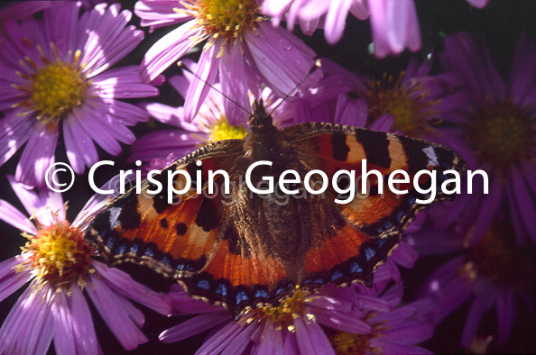 Aglais urticae, the small tortoiseshell butterfly