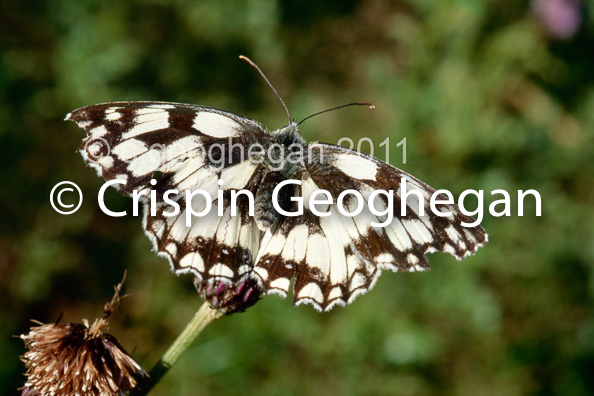 Melanargea galatea, marbled white butterfly 