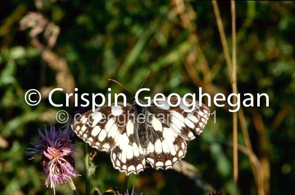 Melanargea galatea, marbled white butterfly 