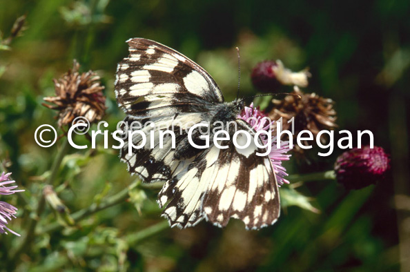 Melanargea galatea, marbled white butterfly 