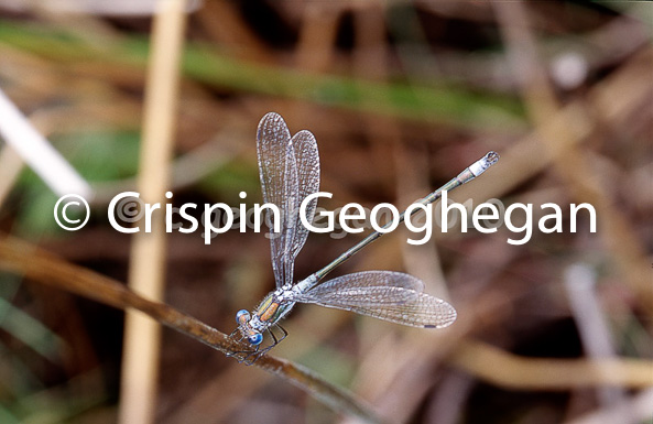 Lestes dryas. the scarce emerald dragonfly