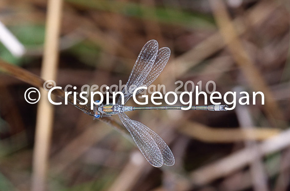 Lestes dryas. the scarce emerald dragonfly