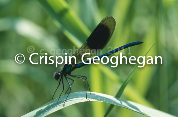 Calopteryx splendens, banded demoiselle