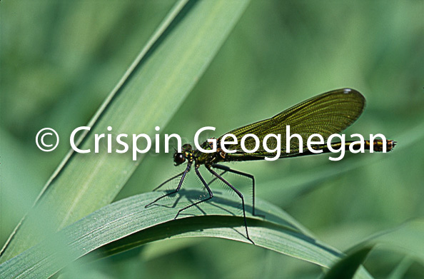 Calopteryx splendens, Banded Demoiselle