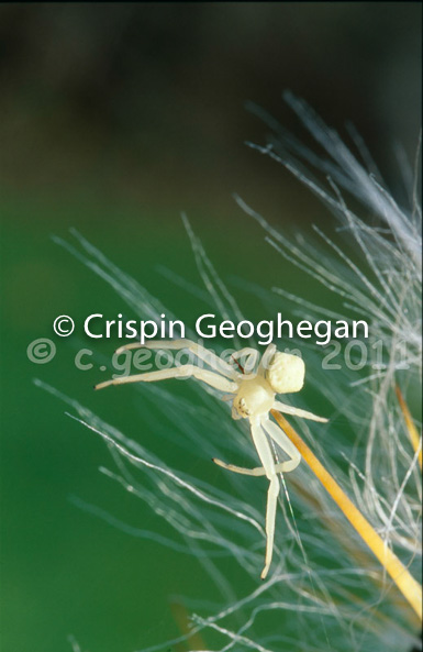 crab spider, Musumena vatia