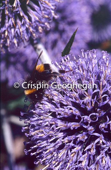 White tailed Bumblebee, Bombus lucorum