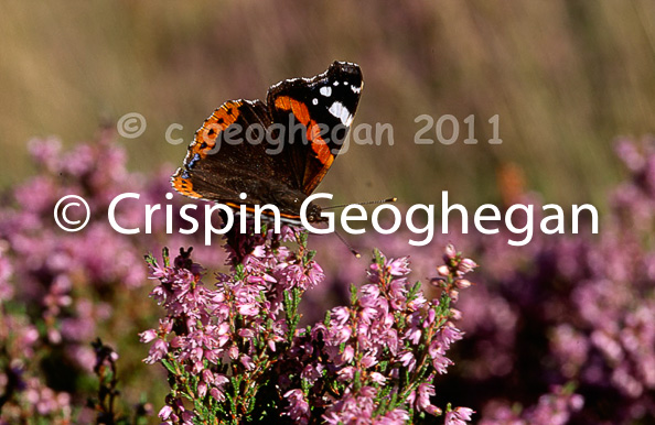 Red Admiral, Vanessa atalanta