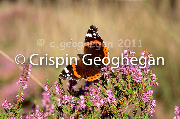 Red Admiral. Vanessa atalanta