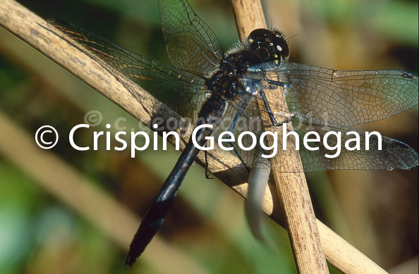 Black darter, Sympetrum danae