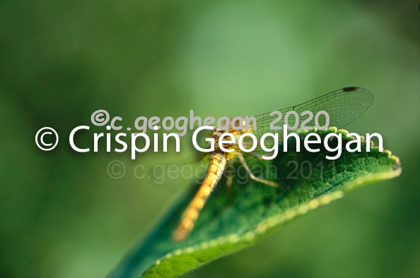 Orthetrum cancellatum, Black tailed skimmer (female)