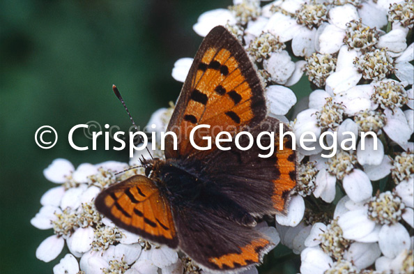 Lycaena phlaeas, Little Copper butterfly 