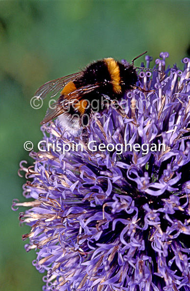 White tailed Bumblebee, Bombus lucorum