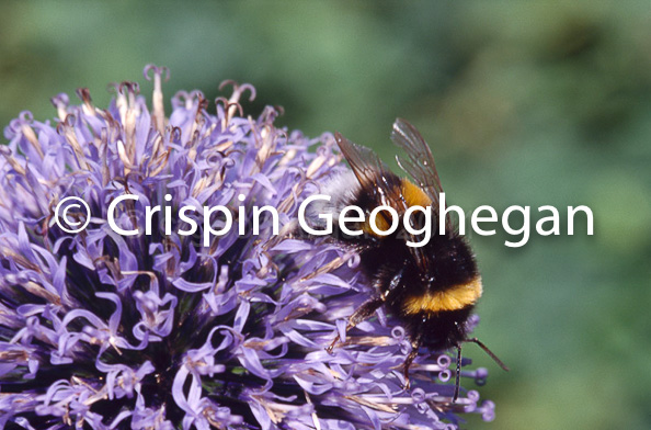 White tailed Bumblebee, Bombus lucorum