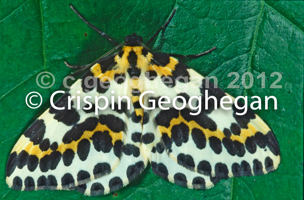 Abraxas grossulariata, Magpie moth (adult)