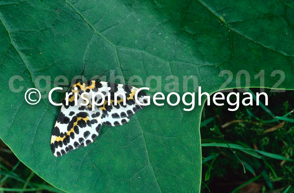 Abraxas grossulariata, Magpie moth (adult) 