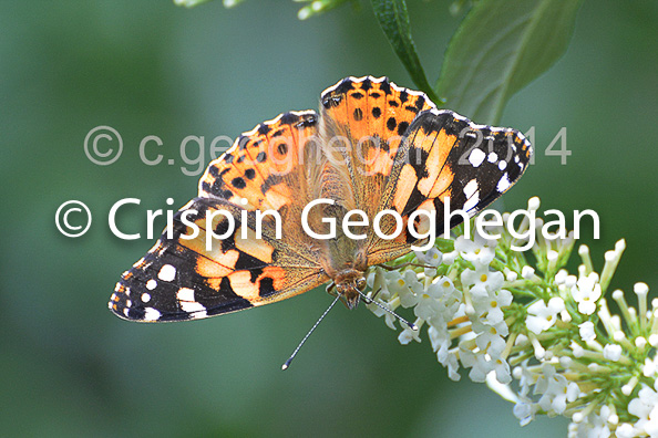 Painted Lady, Vanessa cardui