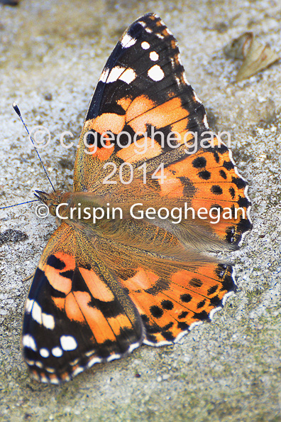 Painted Lady, Vanessa cardui